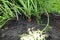 Cultivation of orange carrots. Digging up crops. Plant Care