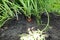 Cultivation of orange carrots. Digging up crops. Plant Care