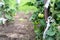 Cultivation of organic tomatoes, bush of green tomatoes tied to wooden stick, homemade vegetables