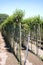 Cultivation of ornamental trees with the help of drip irrigation