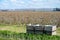 Cultivation of pear fruits on Dutch orchards, spring white blossom of pear trees