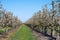 Cultivation of pear fruits on Dutch orchards, spring white blossom of pear trees