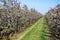 Cultivation of pear fruits on Dutch orchards, spring white blossom of pear trees