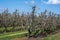 Cultivation of pear fruits on Dutch orchards, spring white blossom of pear trees