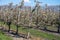 Cultivation of pear fruits on Dutch orchards, spring white blossom of pear trees