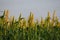 Cultivation pearls millet fields,millet fields,the crop is know as Bajri Agriculture,agriculture concept,fields of pearl millets