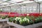 Cultivation Petunias Geraniums greenhouse, Netherlands