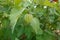 cultivation of physalis or uchuva, alquequenje, tomatillo or Chinese lantern. flower of physalis. fruit of Chinese lantern