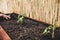 Cultivation and planting tomato plants into a raised bed