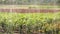 Cultivation of plants panorama, Garden centre, drip irrigation of plants, close-up