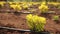 Cultivation of plants panorama, Garden centre, drip irrigation of plants, close-up