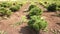 Cultivation of plants panorama, Garden centre, drip irrigation of plants, close-up