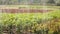 Cultivation of plants panorama, Garden centre, drip irrigation of plants, close-up