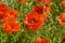 Cultivation of poppies (Papaver rhoeas) on the field