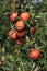 Cultivation of red apples in the Italian countryside, Emilia-Romagna