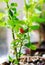 Cultivation of red chili pepper on a windowsill