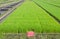 The cultivation of rice seedlings in plastic trays.