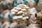 Cultivation on straw. Growing Mushrooms at Home. Close up, selective focus