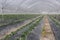 Cultivation of strawberries under greenhouses in Basilicata in s