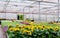 Cultivation sunflowers greenhouse, Netherlands