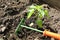 The cultivation of sweet pepper seedlings in garden