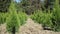 Cultivation of thuja and juniper. Rows of thuja seedlings. Plantation of thuya