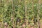 Cultivation tomato on a farmer kitchen garden during