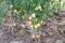 Cultivation tomato on a farmer kitchen garden during