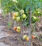 Cultivation tomato on a farmer kitchen garden during