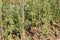 Cultivation tomato on a farmer kitchen garden during