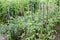 Cultivation tomato and raspberries