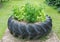 Cultivation vegetables in big tire pot