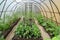 Cultivation of vegetables in the greenhouse from cellular polycarbonate