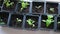 Cultivation of vegetables seedlings growing in pots indoor on a windowsill. Green Tomato, eggplant, pepper plant
