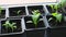 Cultivation of vegetables seedlings growing in pots indoor on a windowsill. Green Tomato, eggplant, pepper plant