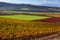 Cultivation of vineyards with different colours