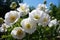 Cultivation of white poppy (Papaver somniferum) for oil extraction