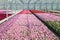 Cultivation white and purple geraniums in a Dutch Greenhouse