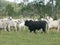 Cultivator black in a herd of white Indian cows grazing