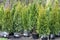 Cultural garden evergreen conifers trees for sale