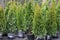 Cultural garden evergreen conifers trees for sale