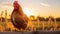 Culturally Diverse Rooster Overlooking Lush Field At Sunset