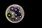 Culture plate of bacterial growth showing antibiotic sensitivity in their colony pattern isolated in black background
