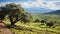 culture turkish olive groves