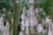 Culver’s root Veronicastrum virginicum Roseum flower spikes close-up