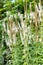 Culvers root (veronicastrum virginicum) flowers