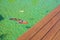Cumaru wood grooved deck and water with colorful carp fishes close up