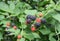 A cumberland black raspberry plant, rubus occidentalis with a lot of blue-black berries, sweet and juicy
