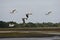 Cumberland Island, Georgia, USA: A flock of American white pelicans