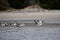 Cumberland Island, Georgia, USA: A flock of American white pelicans